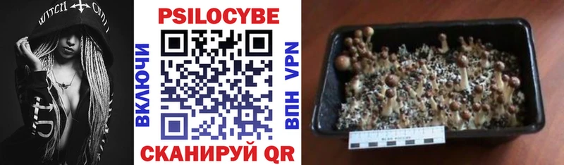 Псилоцибиновые грибы Psilocybine cubensis  Алексеевка 